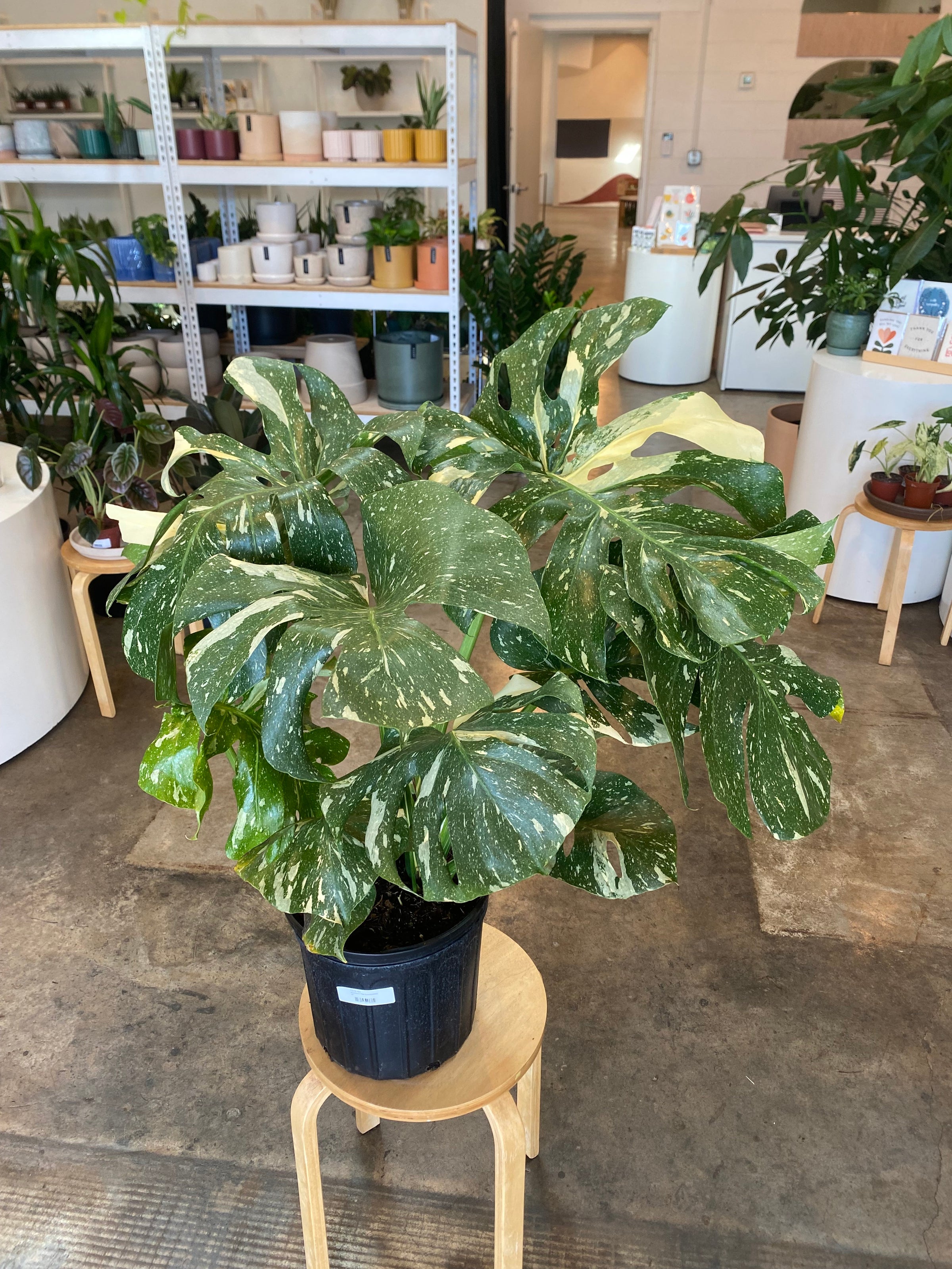 Monstera Thai Constellation | Flora