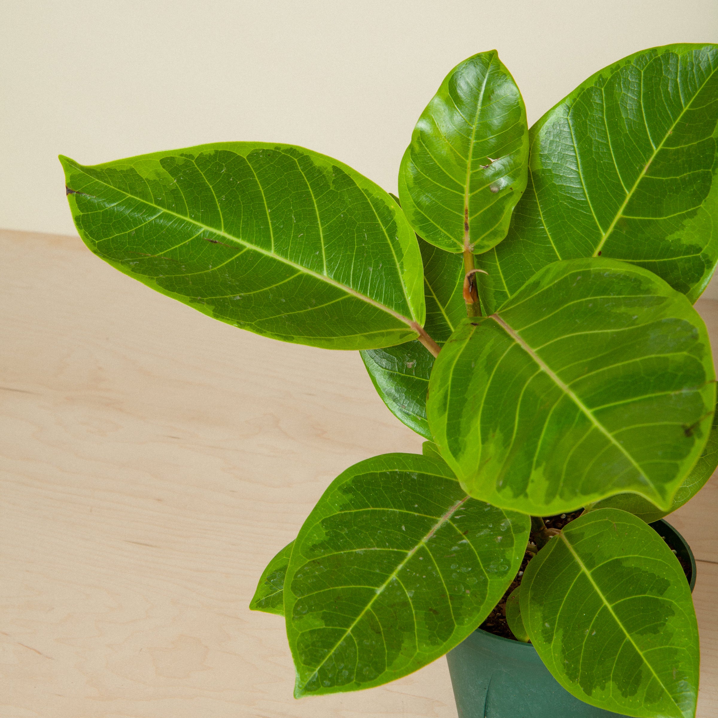 Ficus Altissima 'Golden Gem' | Flora