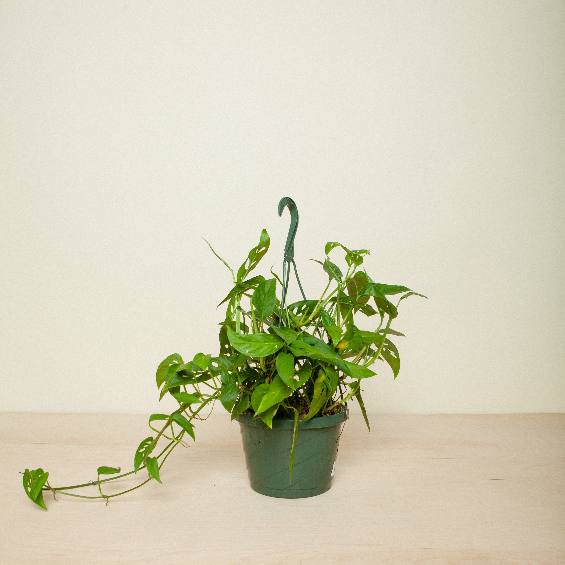 Monstera Adansonii Swiss Cheese Vine | Flora