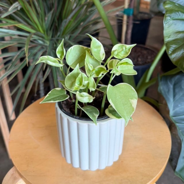 Grab + Go Gifts | Flora