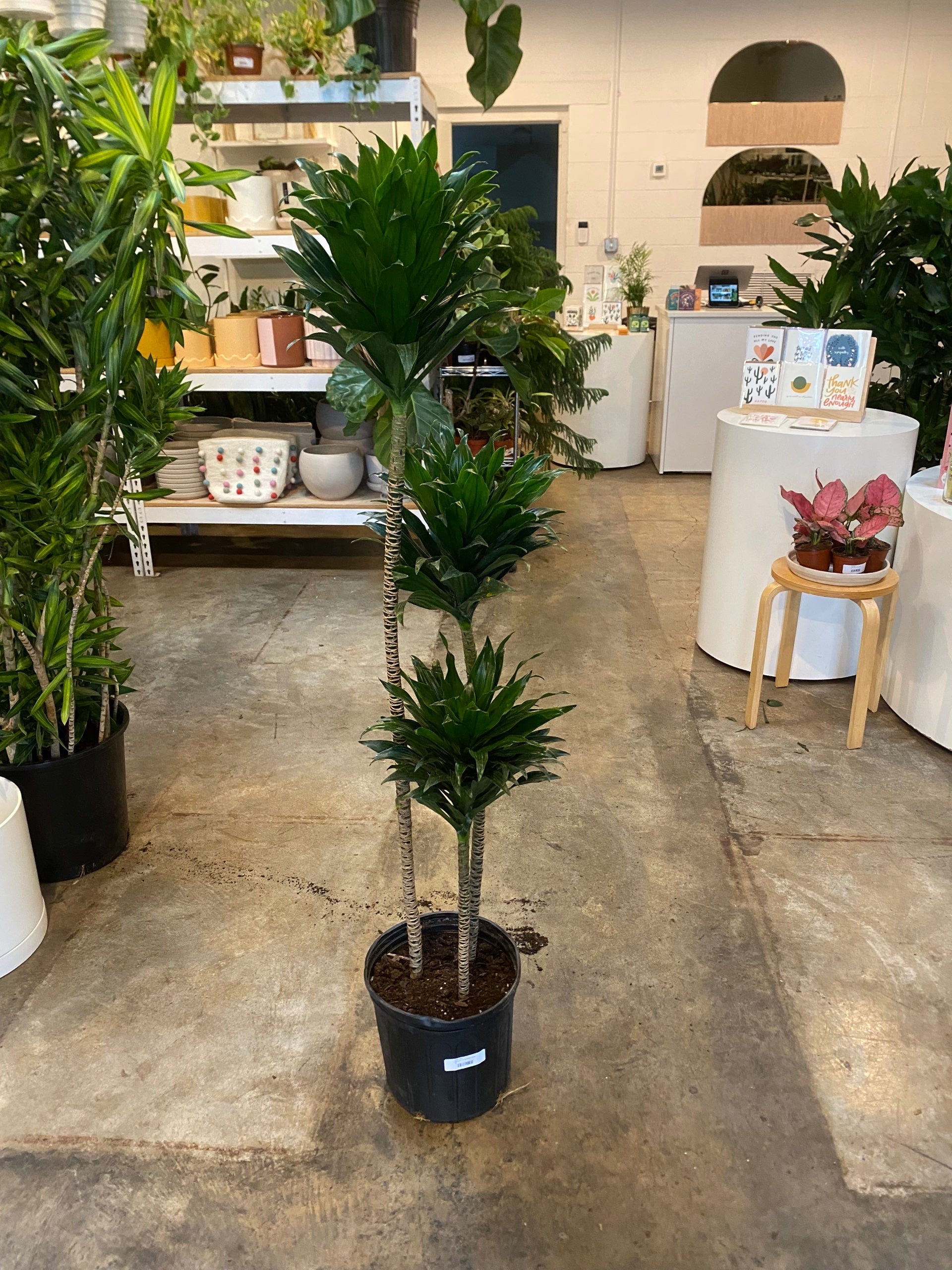 Dracaena JC Compacta Cane | Flora
