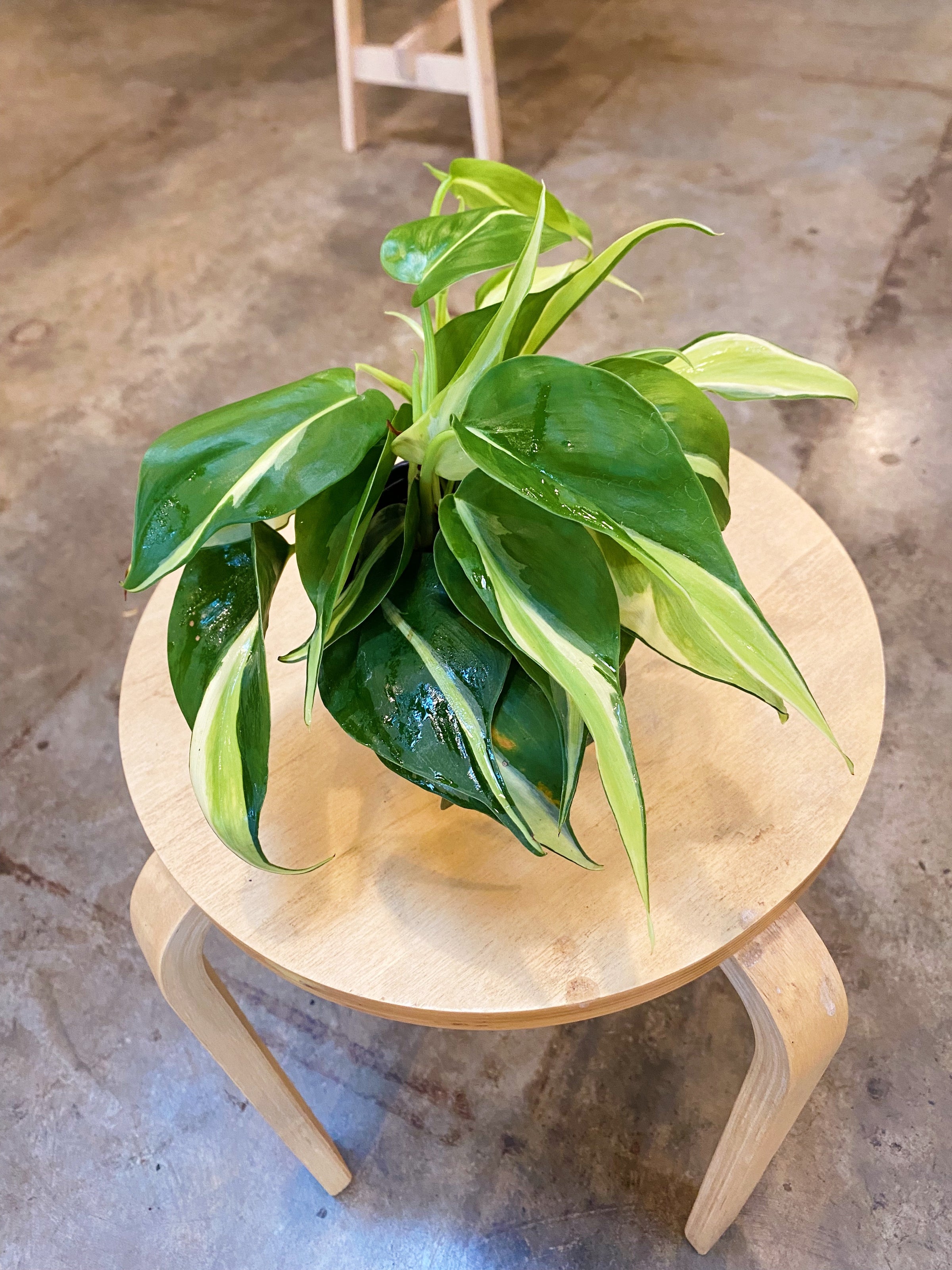 Philodendron Silver Stripe | Flora
