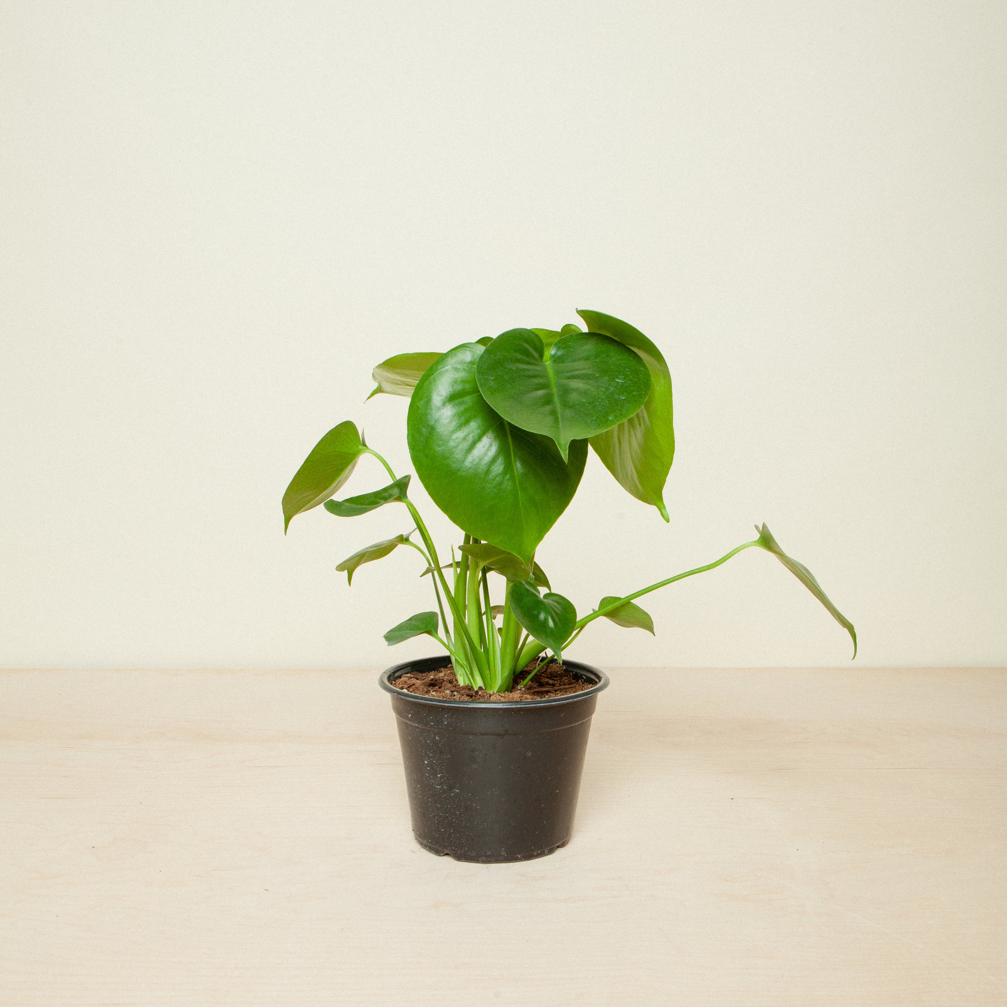 Monstera Deliciosa Split Leaf Philodendron | Flora