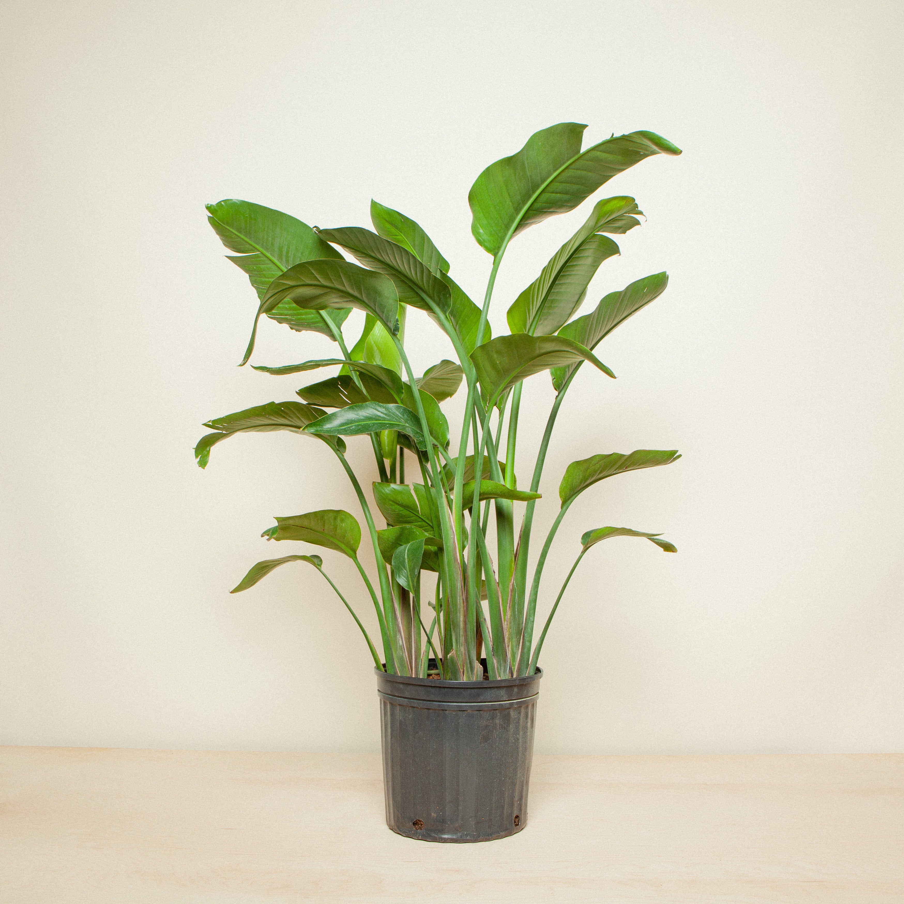 vitamin RHirotaka bird of paradise Bird of Paradise | Flora