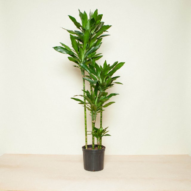 Low Light Plants | Flora