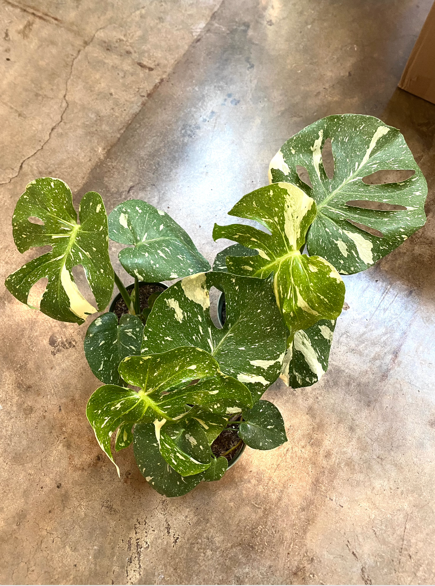 Monstera Thai Constellation | Flora