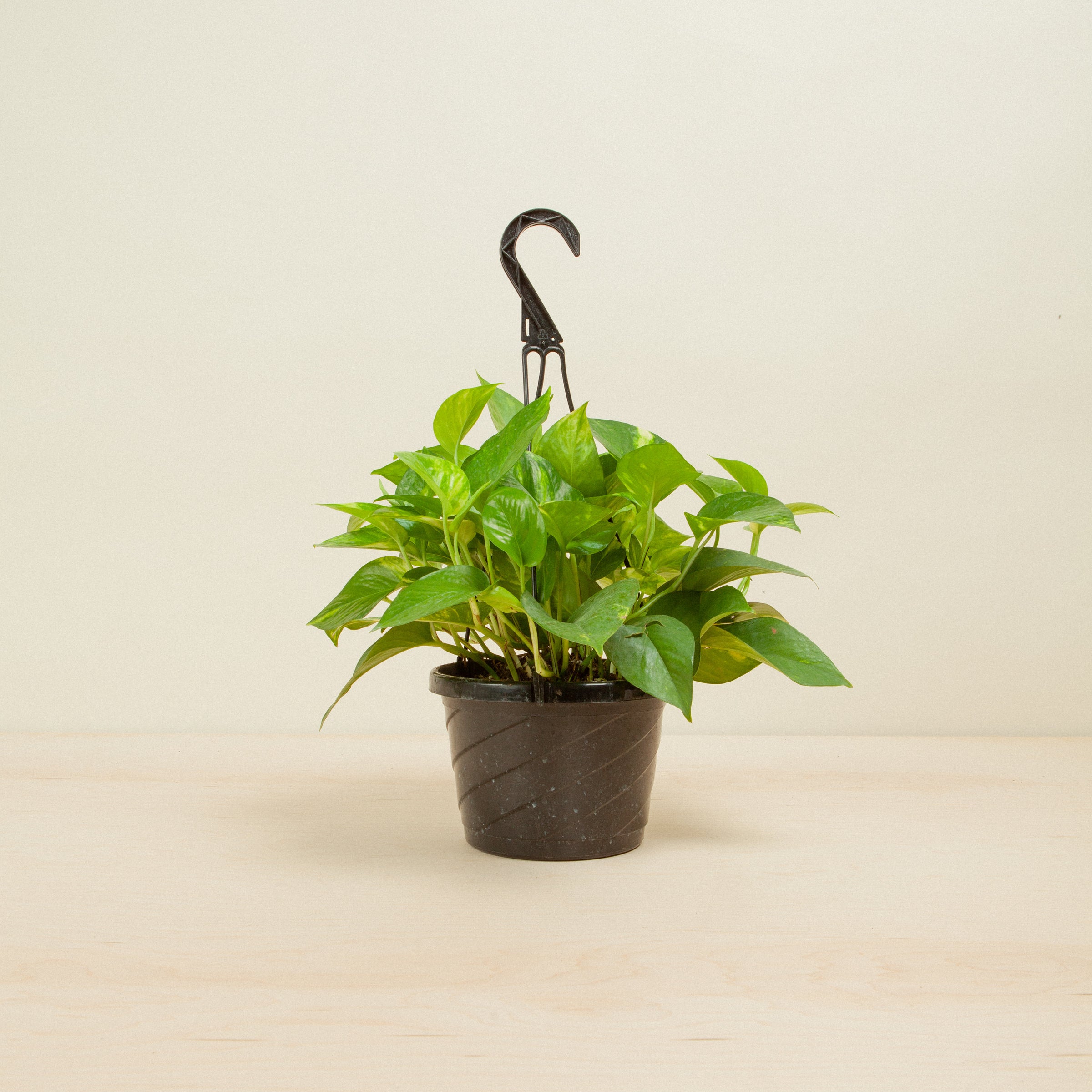 Pothos Golden Devil's Ivy | Flora