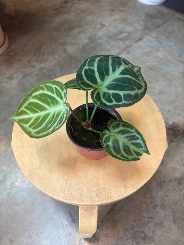 Plants | Flora