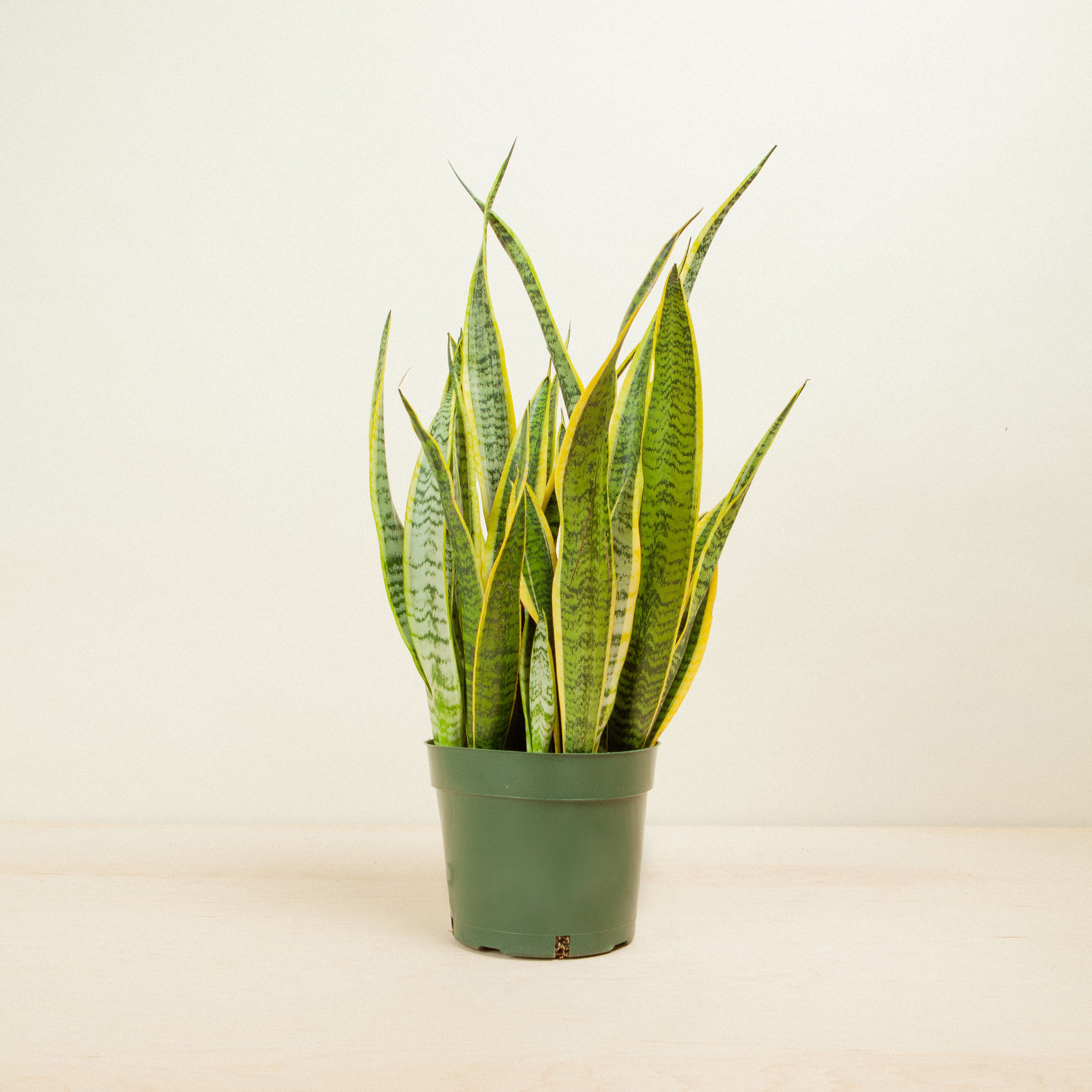 Sansevieria Laurentii Mother in Law's Tongue | Flora