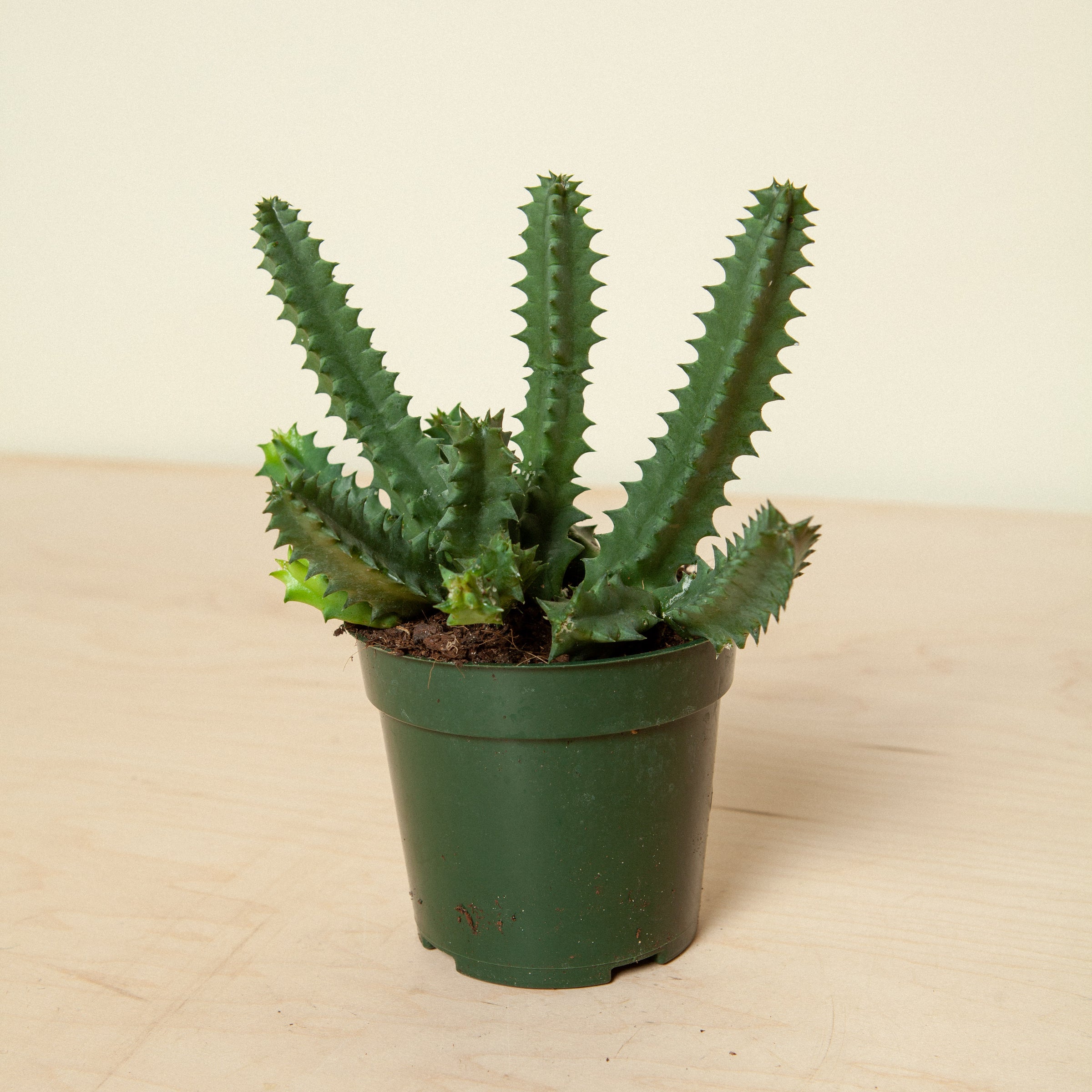 dracena compacta pflege Dracaena Compacta  Pflegeleichte Zimmerpflanze fr dein Zuhause