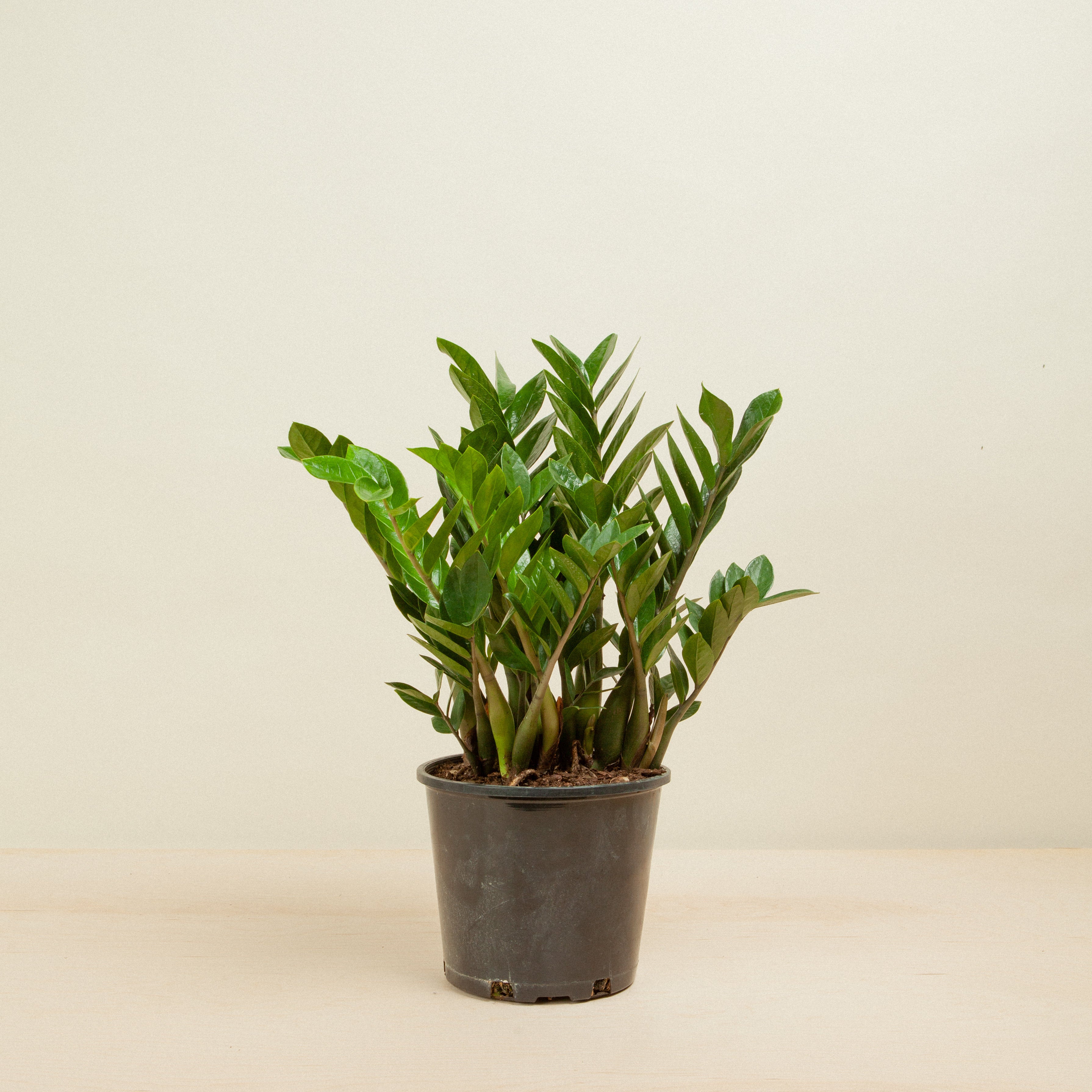 plant☆様 IHPLBDNSGAKQ2G4IXNSYXYDD.jpeg