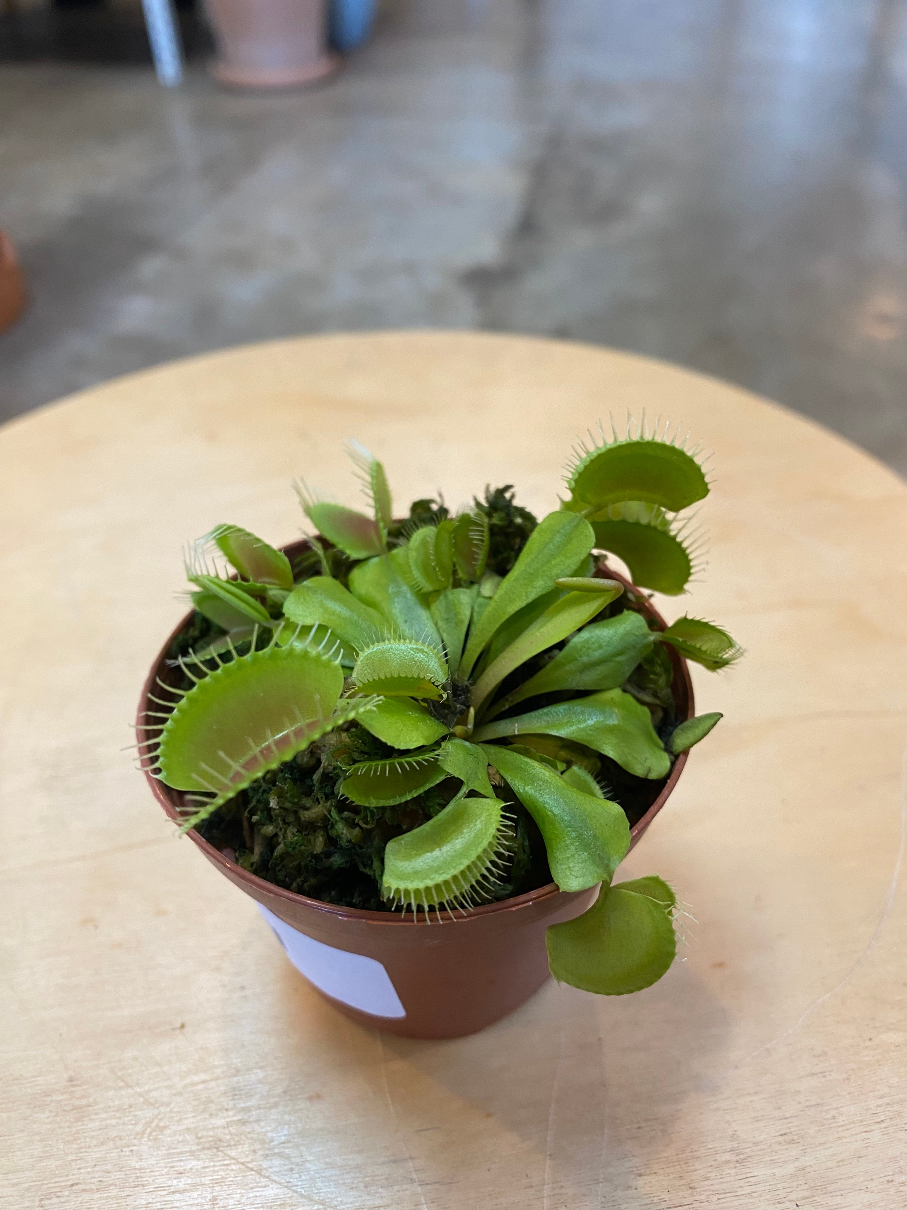Venus Flytrap | Flora