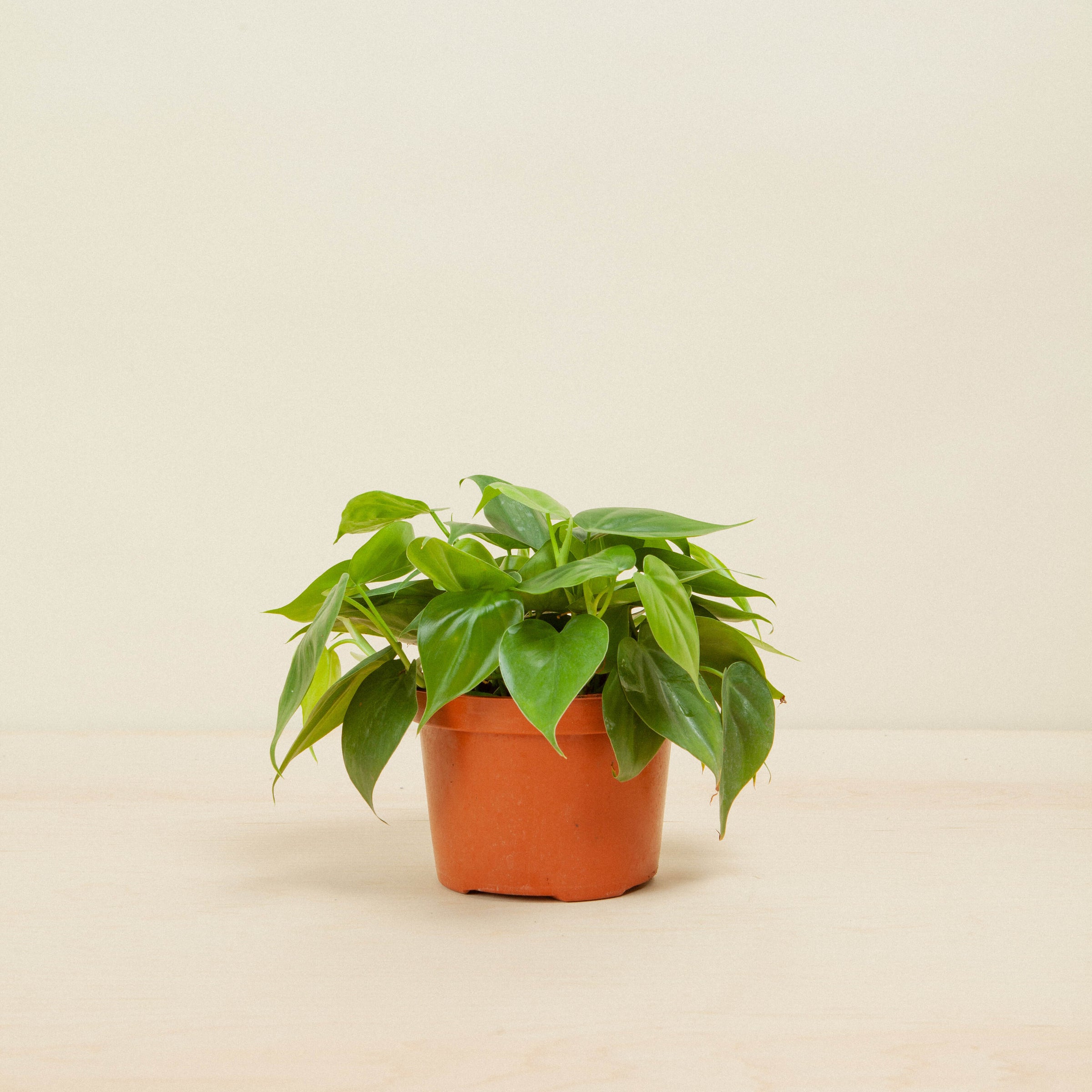 photinia fraseri devil's dream Photinia fras Devils Dream 6 Litre Pot  Grasslands Nursery