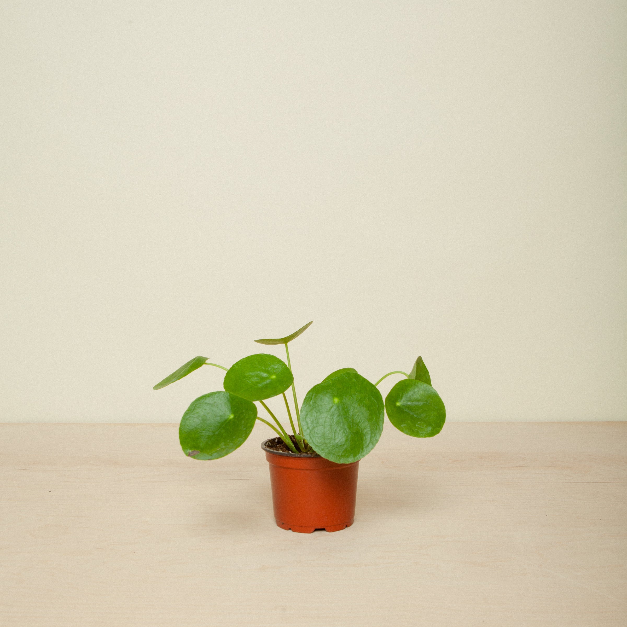 Pilea Peperomioides Chinese Money Friendship Plant | Flora