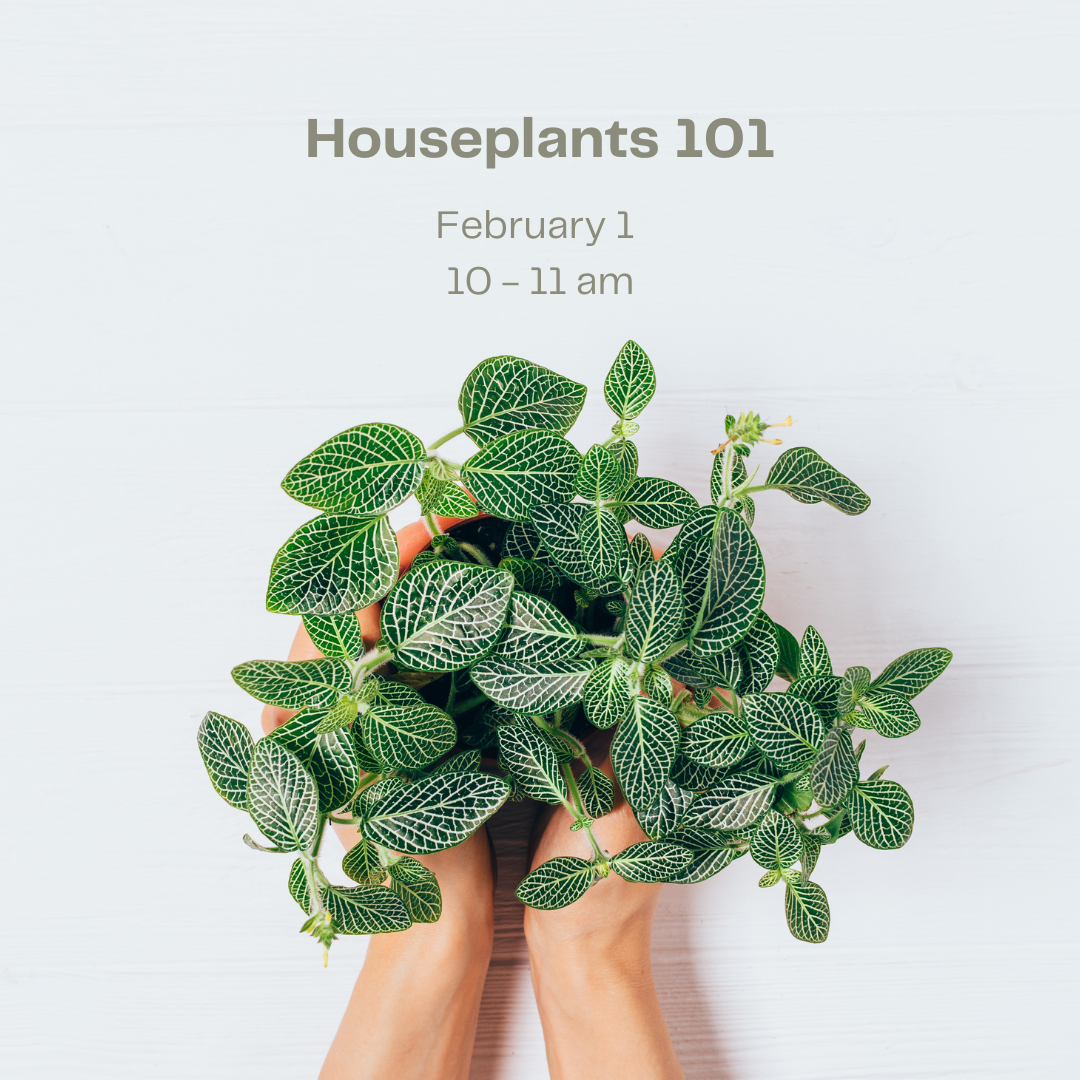houseplants-101-workshop-march-29-flora