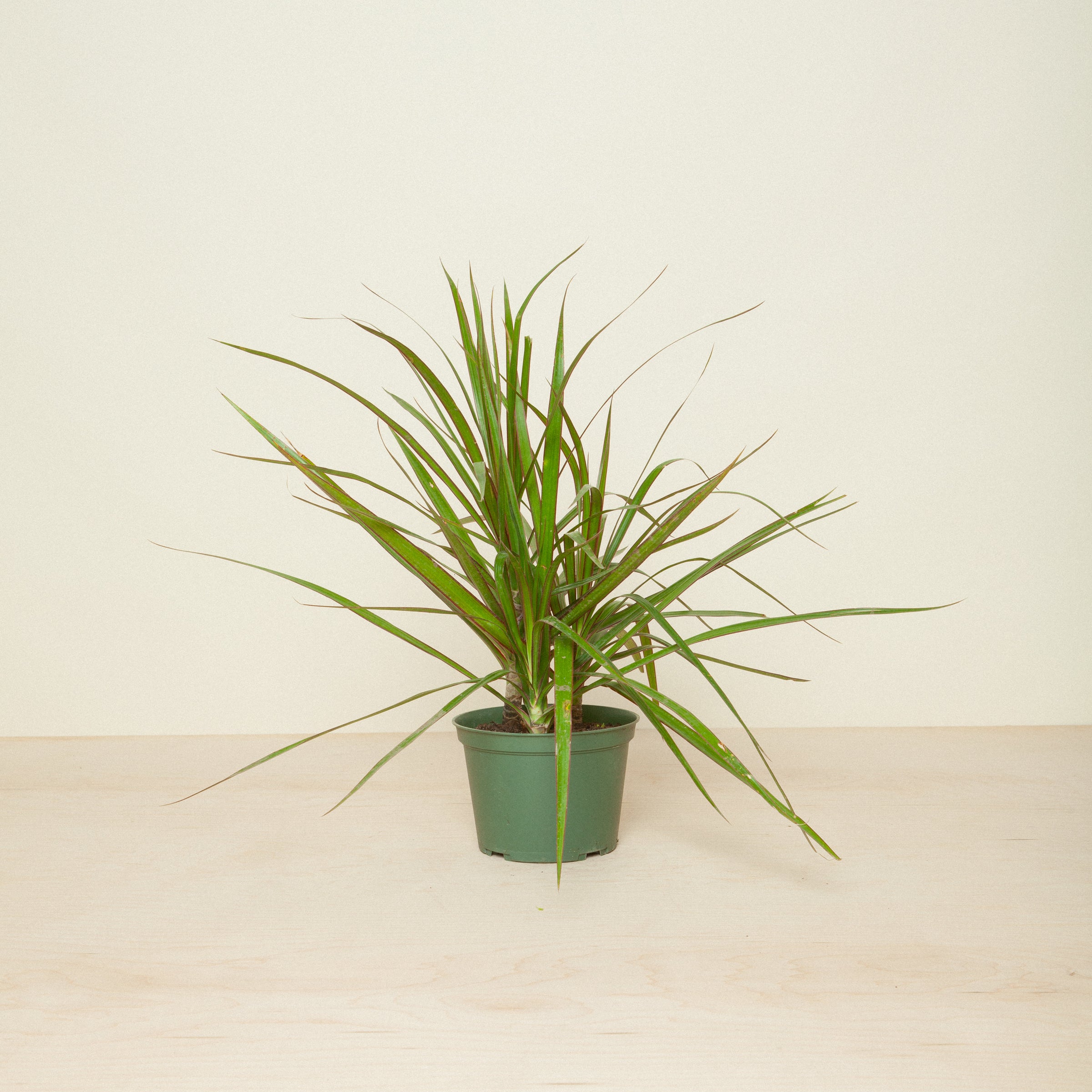 Dracaeana Marginata Staggered | Flora