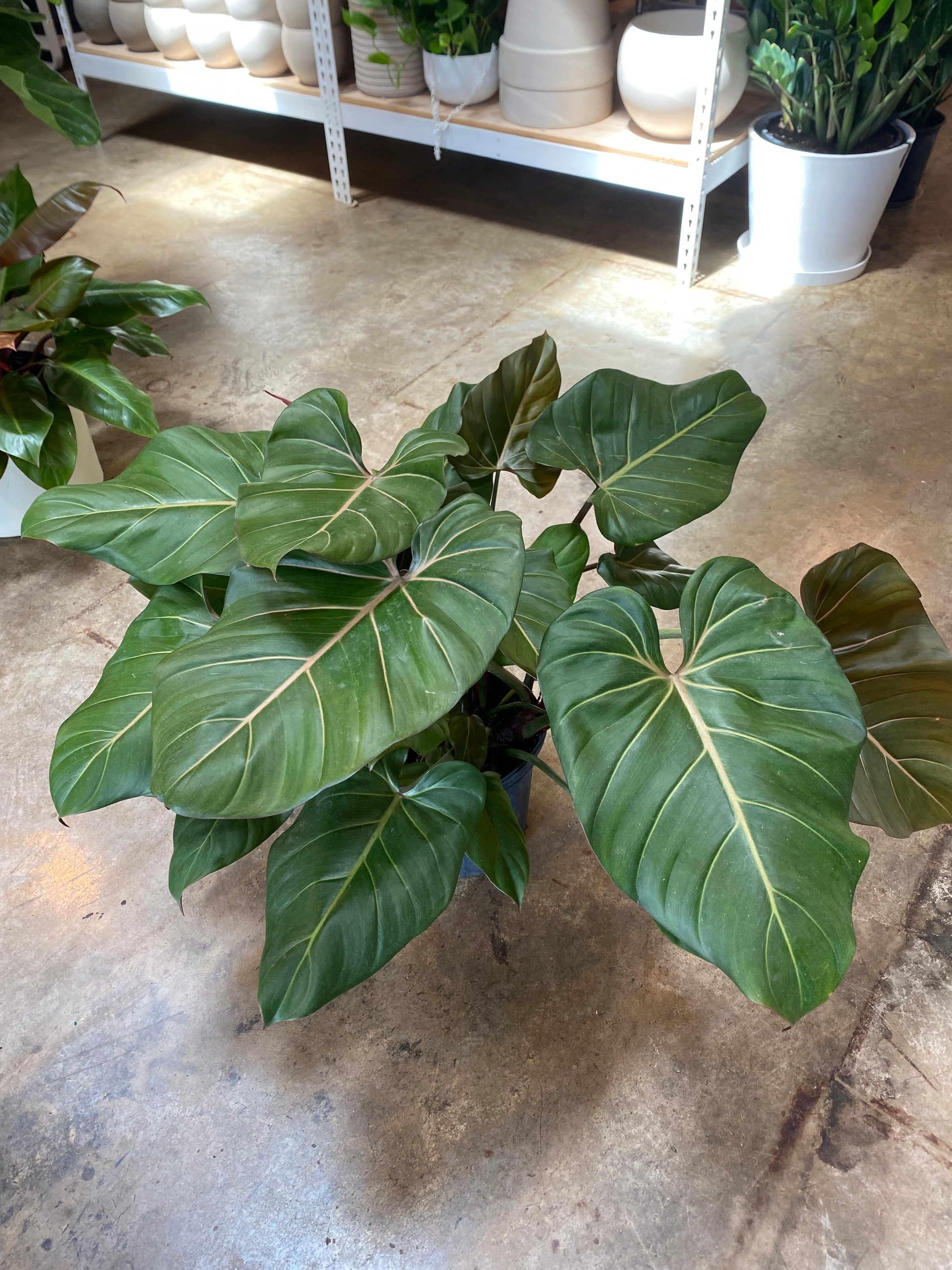 leucothoe scarletta plant 5 Leucothoe Axillaris Seeds – Rare Evergreen Shrub for Shade Gardens –  Seeds Plant World main image 1