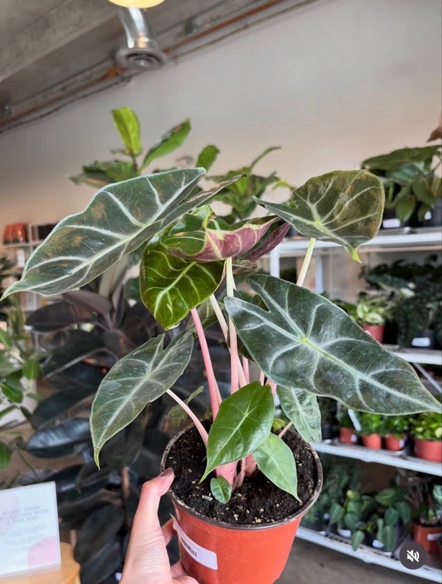Flora