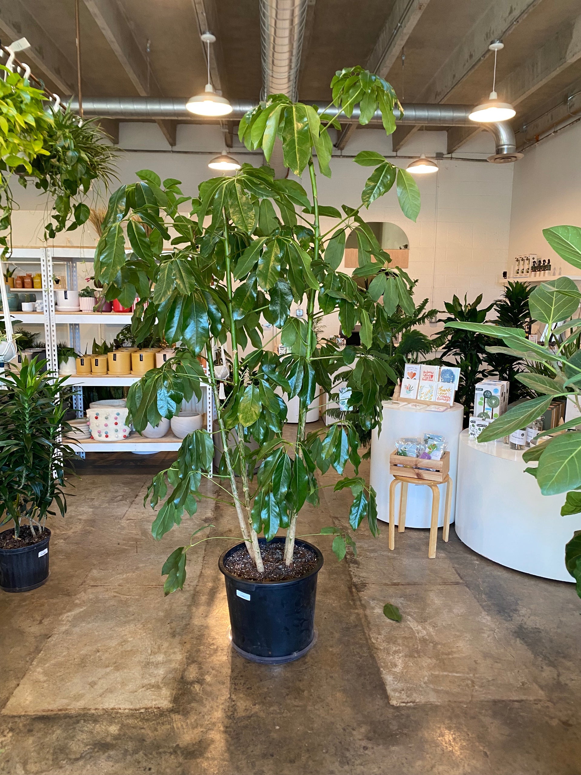 Schefflera Amate Umbrella Tree | Flora