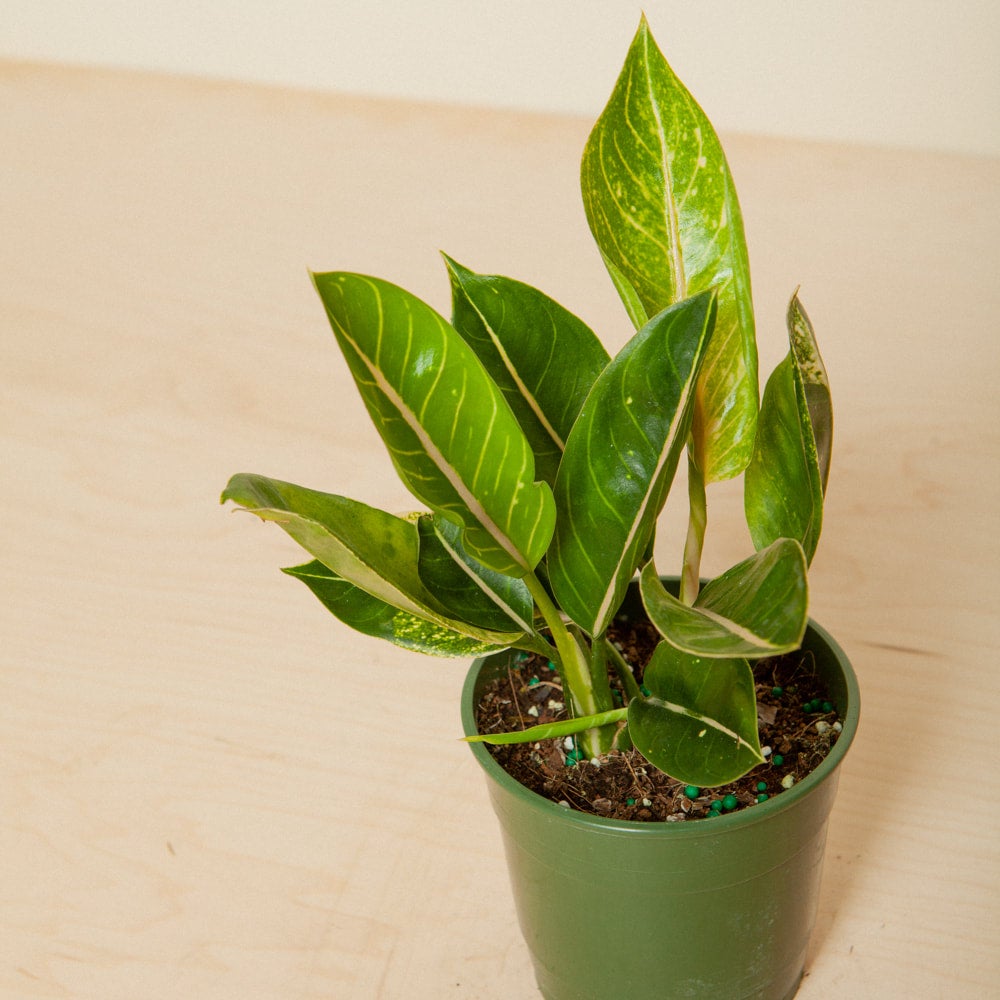 Aglaonema Pink Moon | Flora
