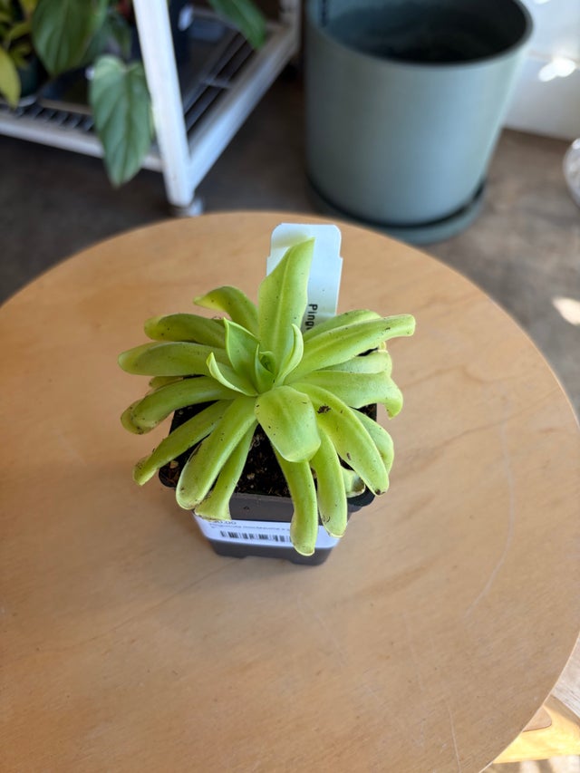 Plants | Flora