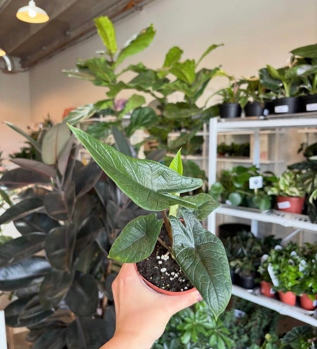 Flora