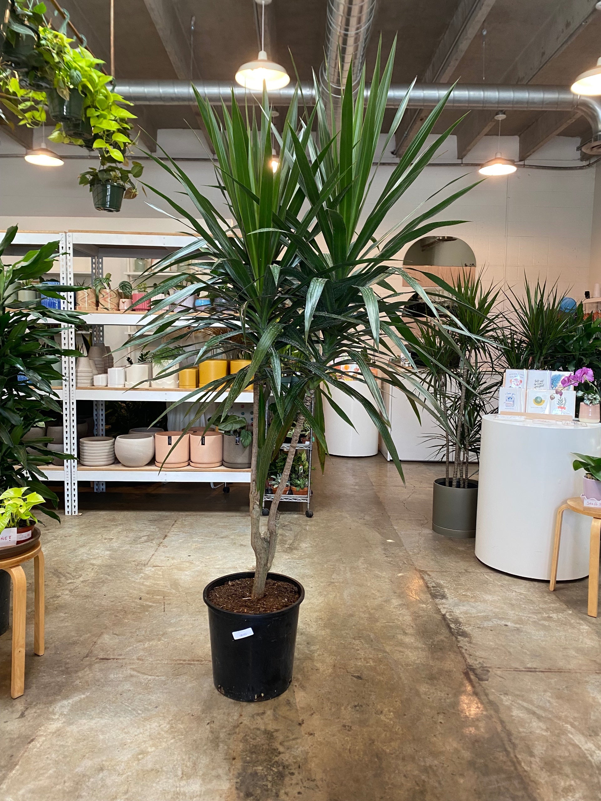 ZZ Plant | Flora
