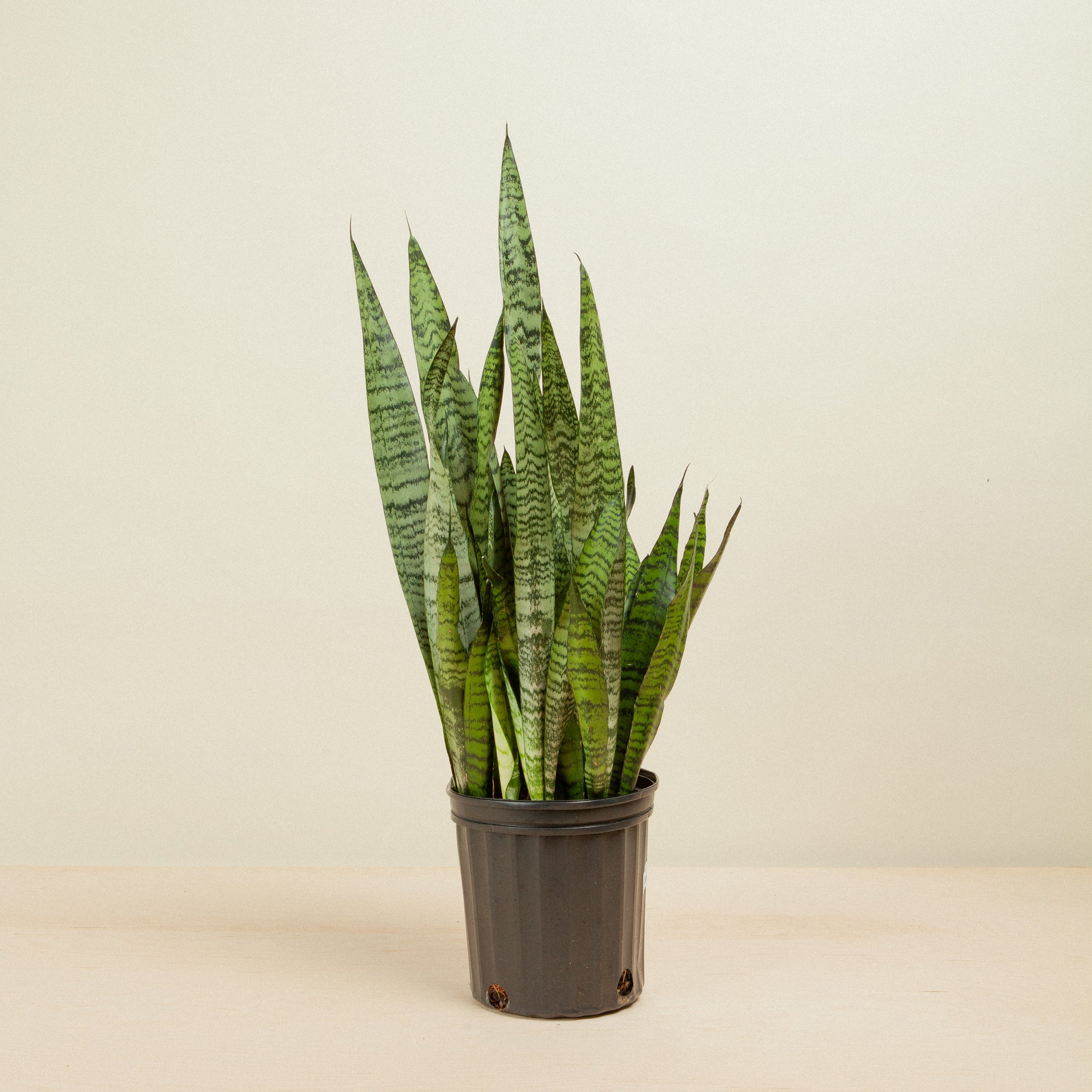 Sansevieria Zeylanica Snake Plant | Flora