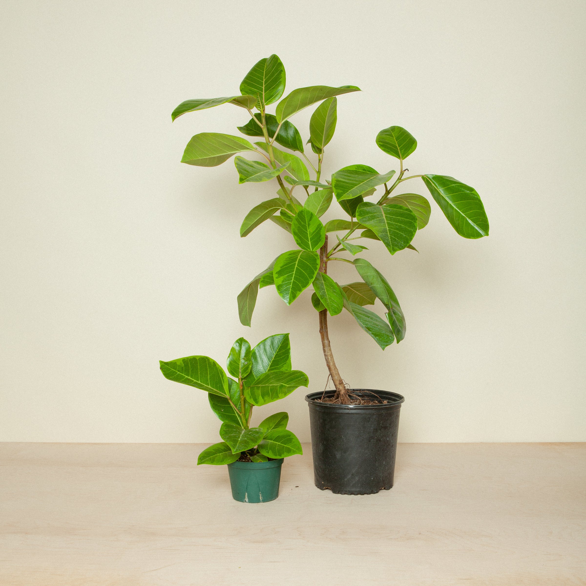Ficus Altissima 'Golden Gem' | Flora