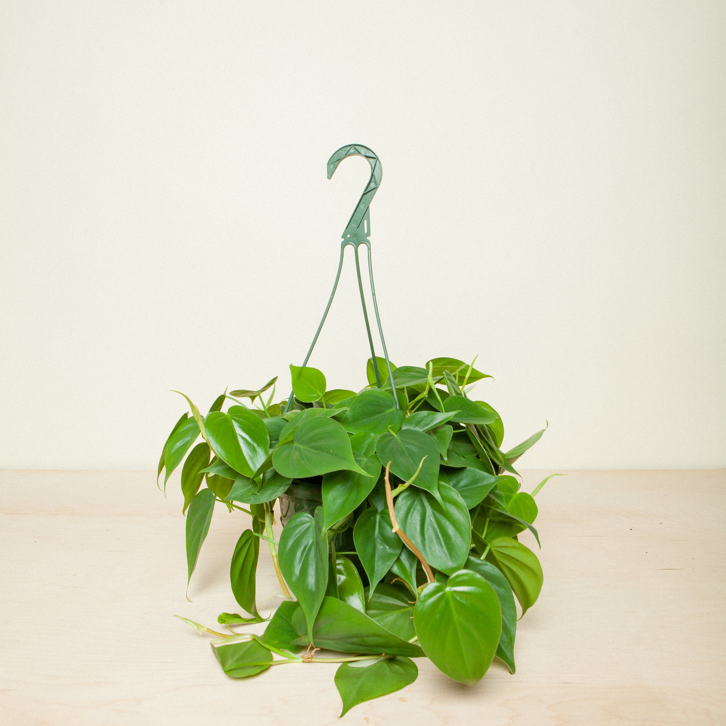 Philodendron Hederaceum Heart Leaf | Flora