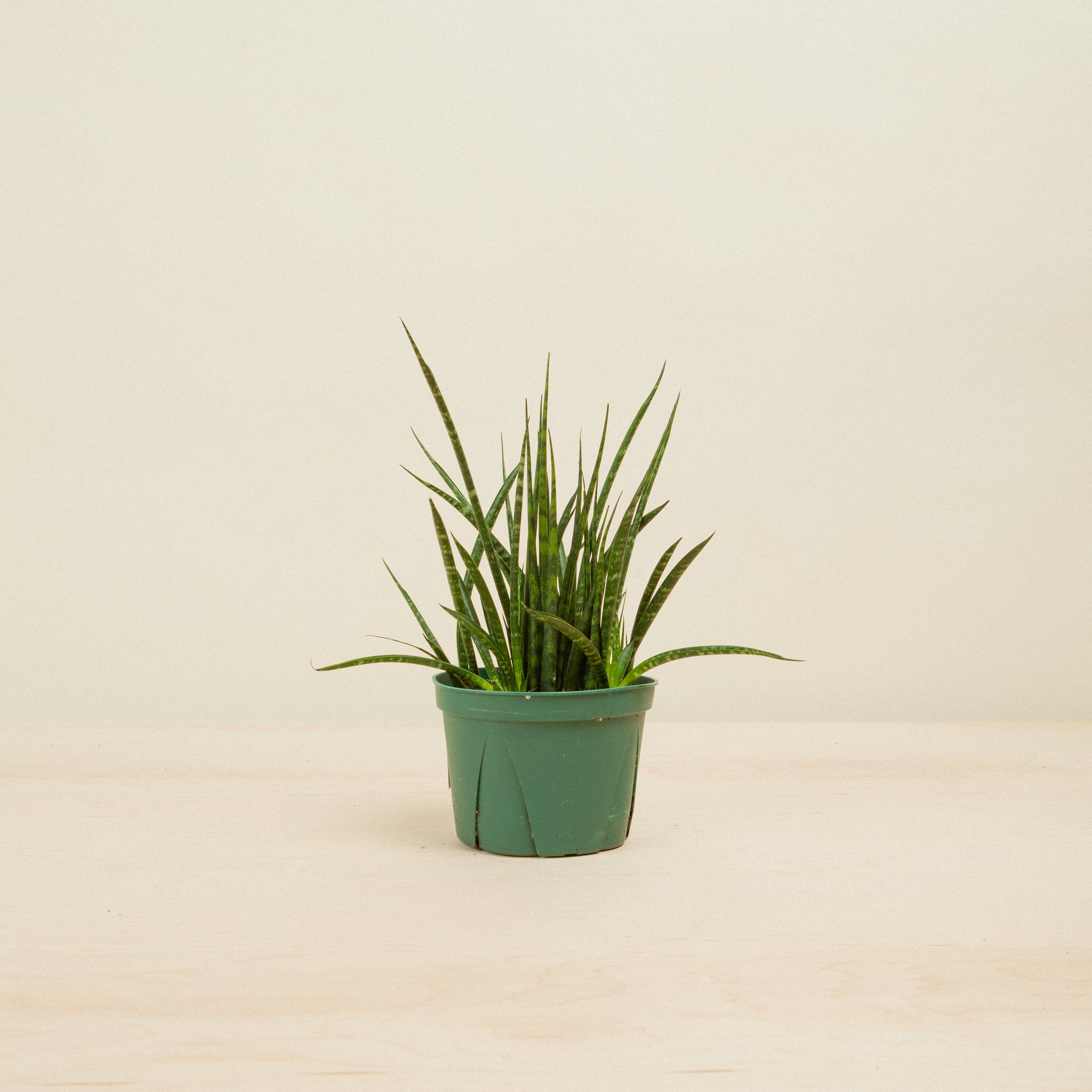Sansevieria Fernwood Mikado Snake Plant | Flora