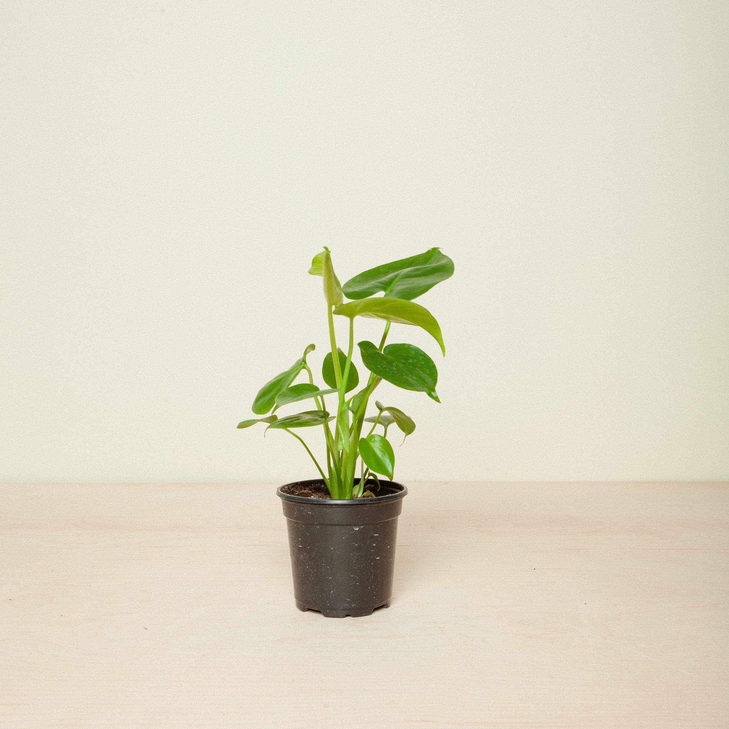 philodendron green lemon Philodendron cordatum 'Lemon Lime' main image 1