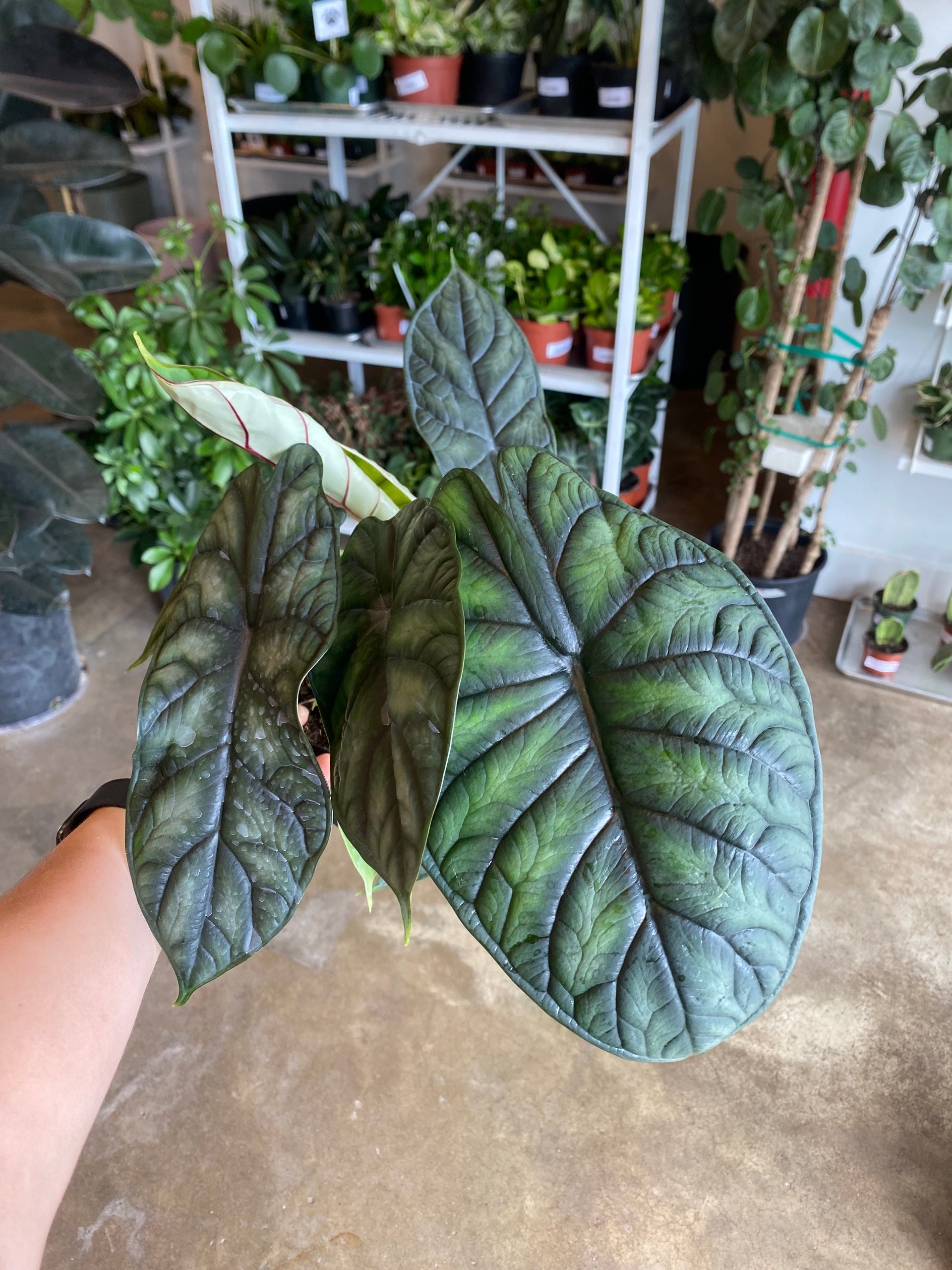 ZZ Plant | Flora