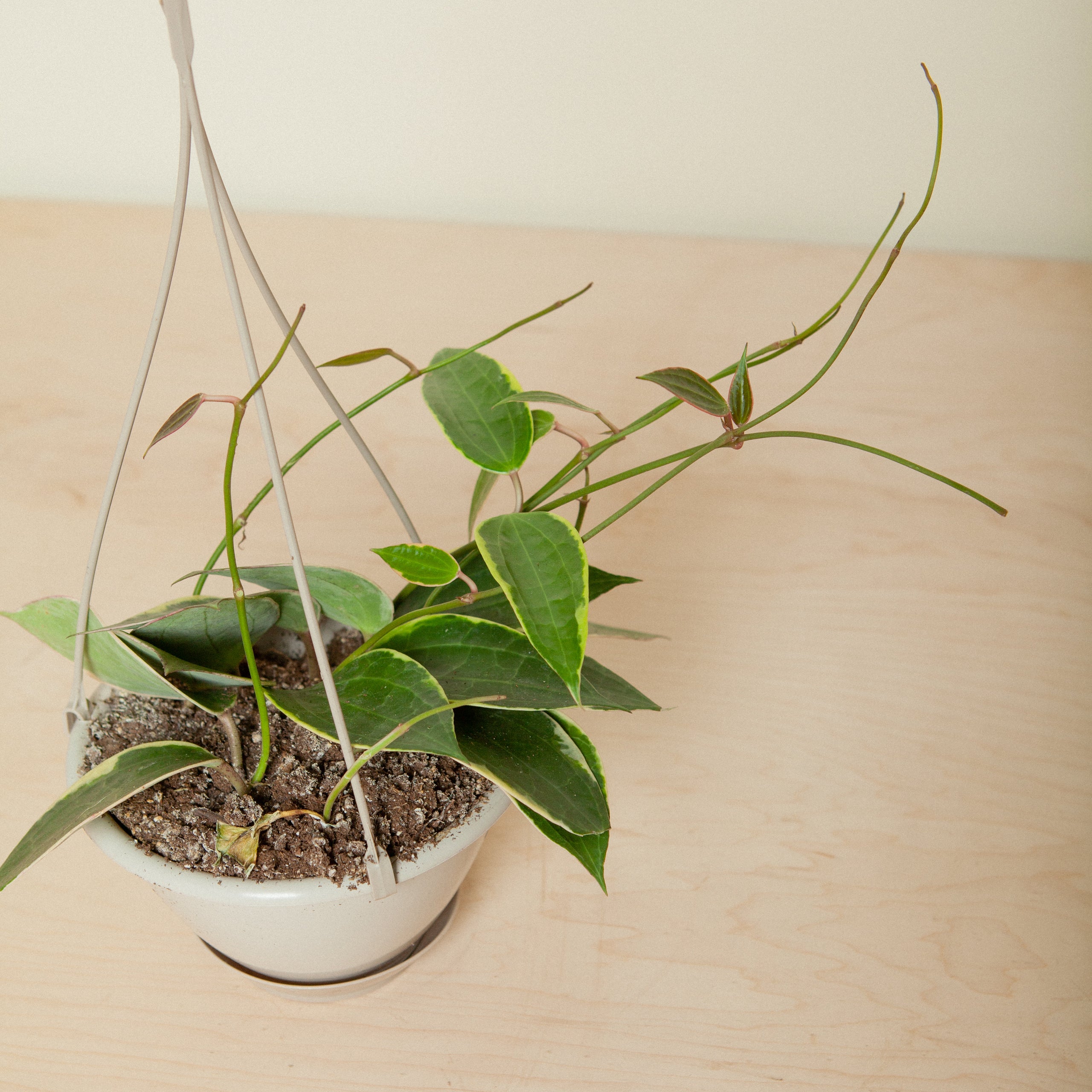 Hoya Macrophylla | Flora