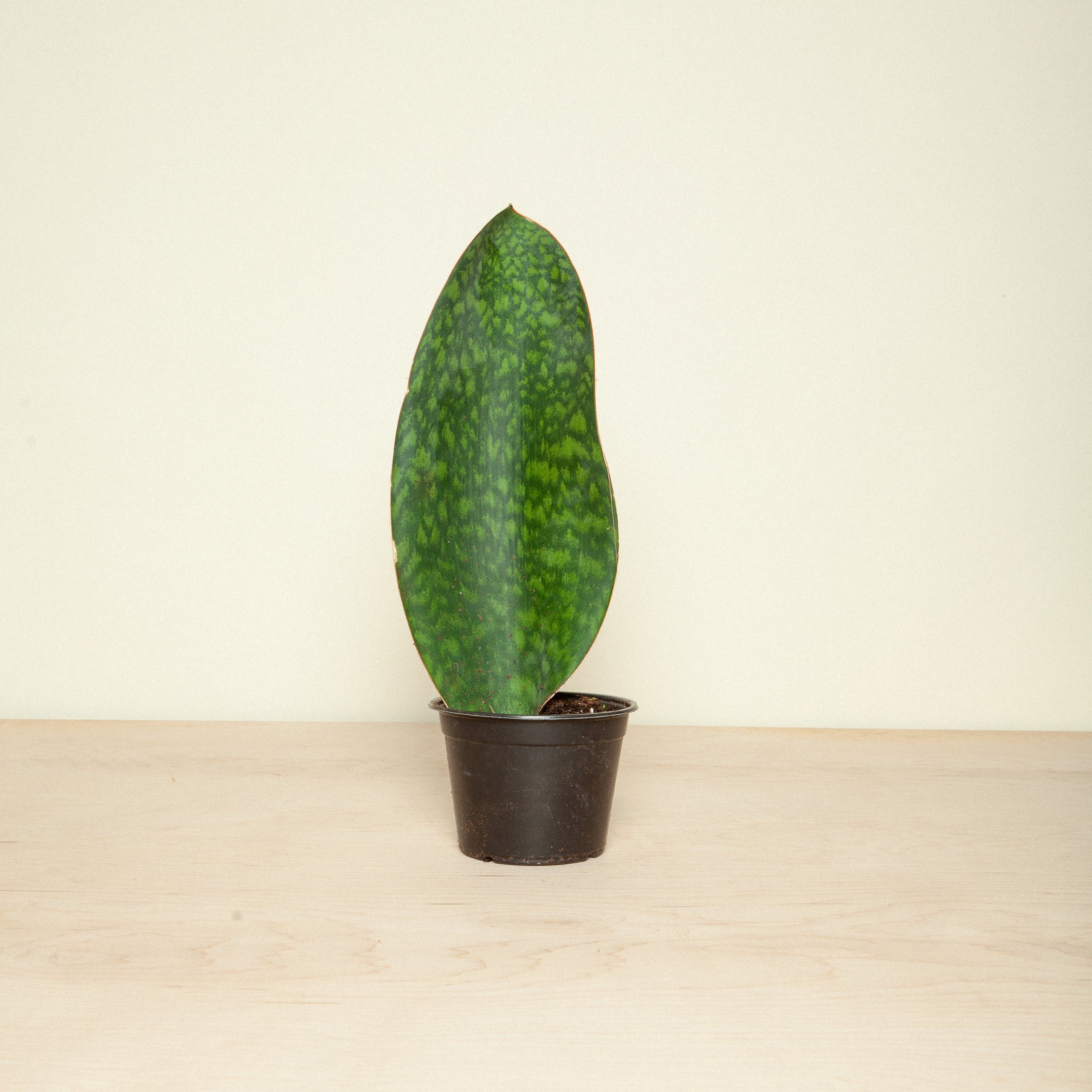 sansevieria-whale-fin-flora