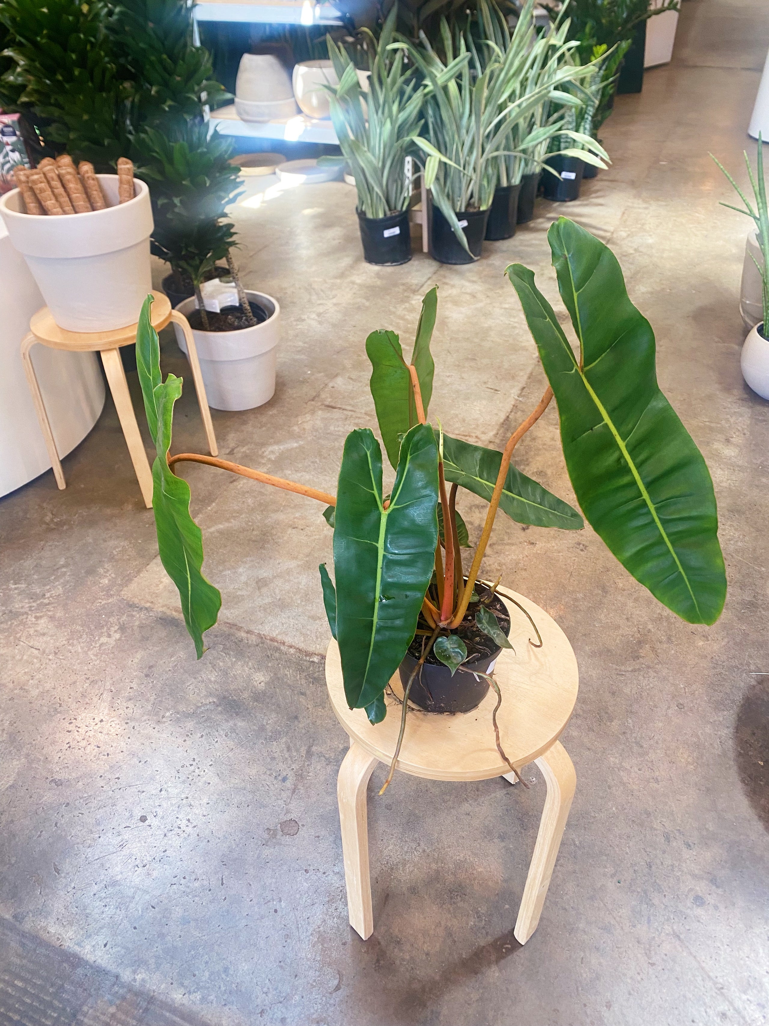 philodendron-billietiae-flora