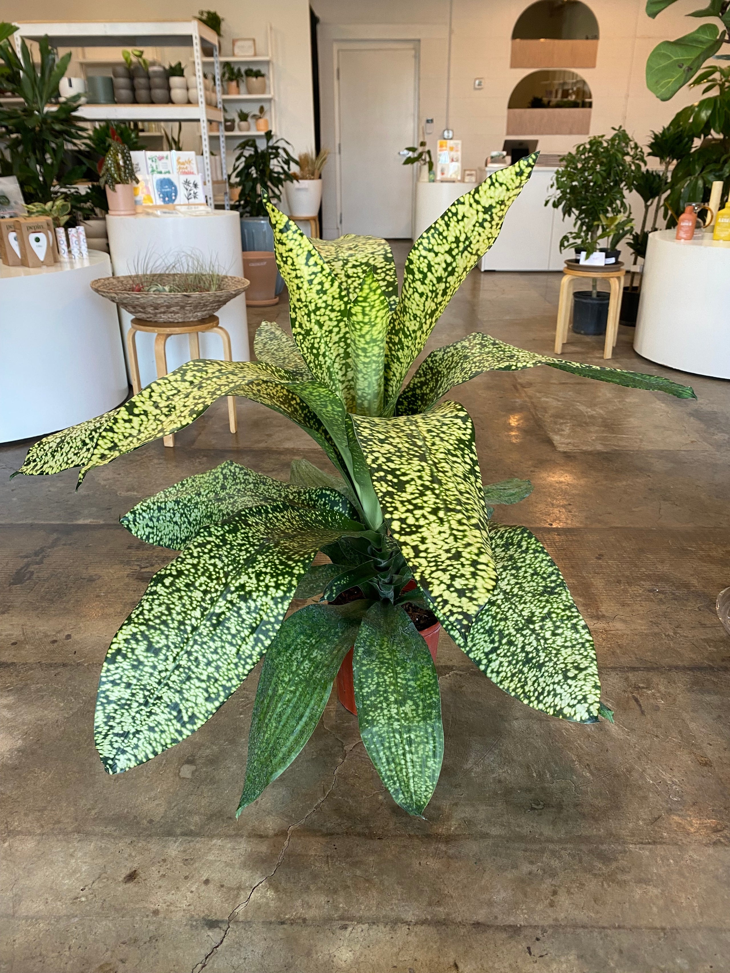 dracaena-stardust-flora