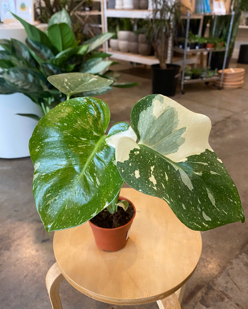 Monstera Thai Constellation fashion Variegated