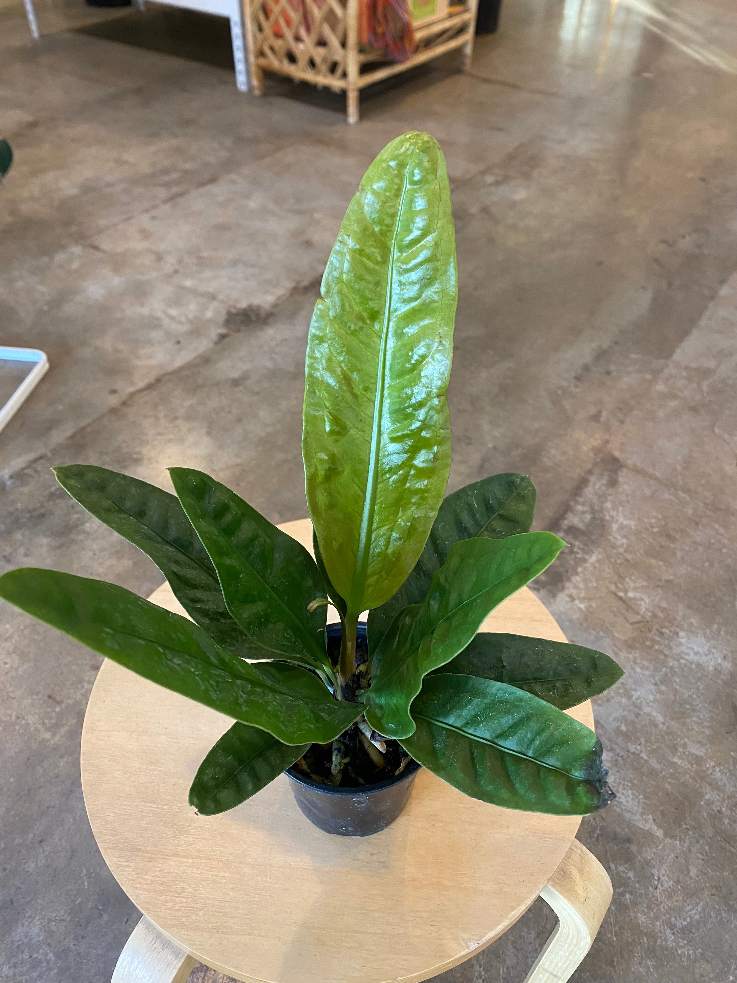 anthurium-superbum-flora