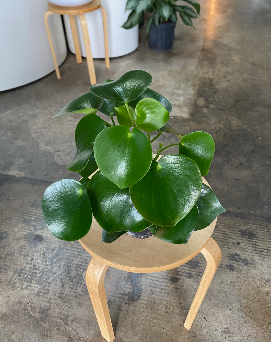 peperomia-raindrop-flora